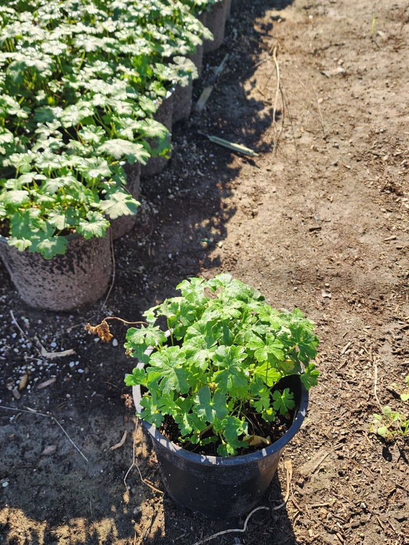 Photo for Geranium x cantabrigiense 'Biokovo' (Biokovo Cranesbill )