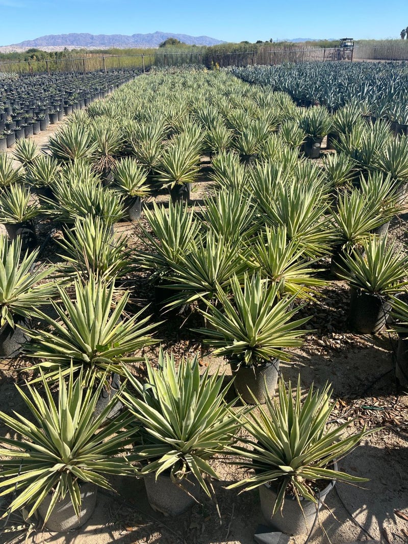 Photo for Agave angustifolia 'Marginata' (Caribbean Agave)