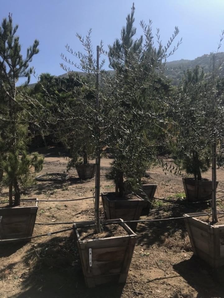 Photo for Olea europaea (Standard) (Olive Tree)