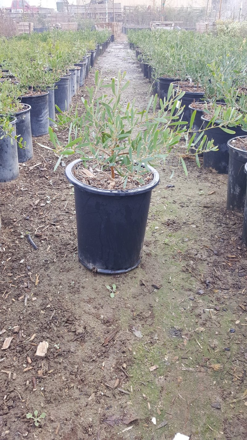Photo for Acacia redolens 'Desert Carpet' (Desert Carpet Prostrate Acacia)