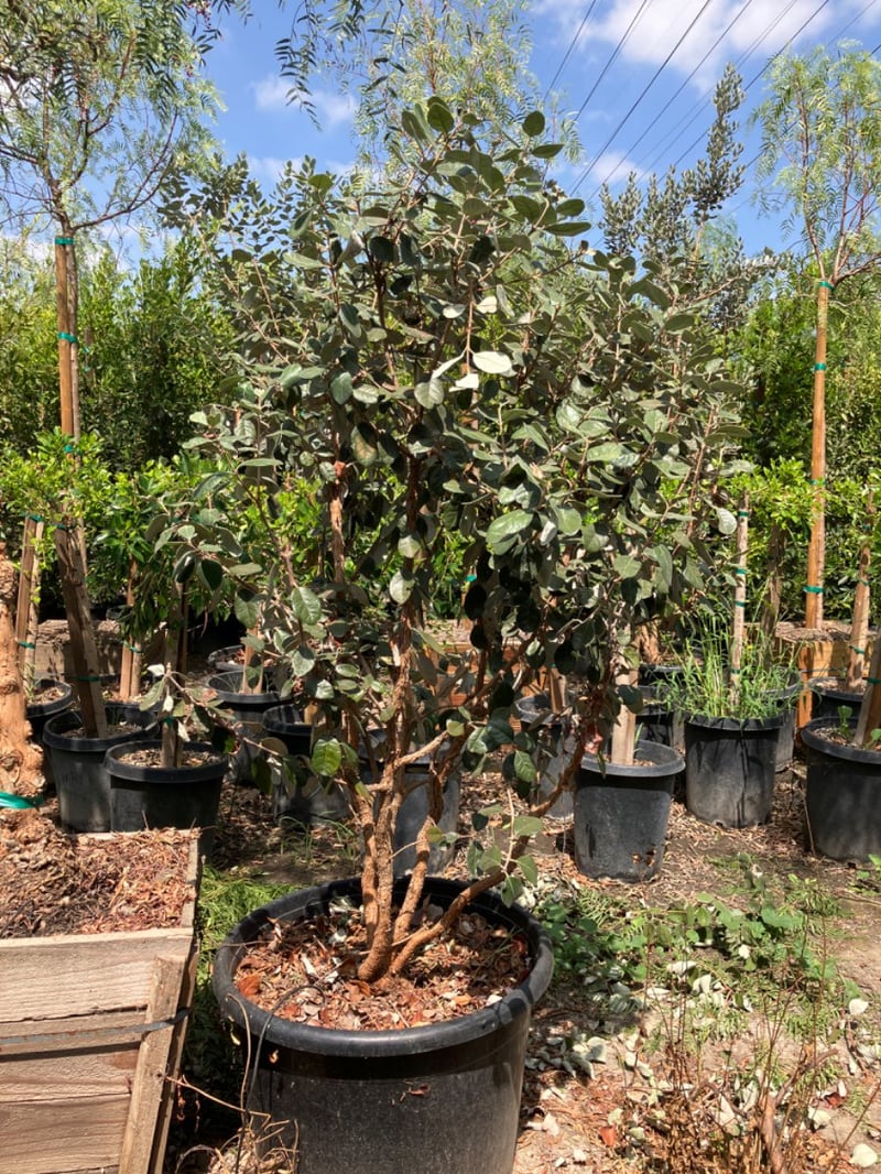 Photo for Feijoa sellowiana 'Nazemetz' (Nazemetz Pineapple Guava)