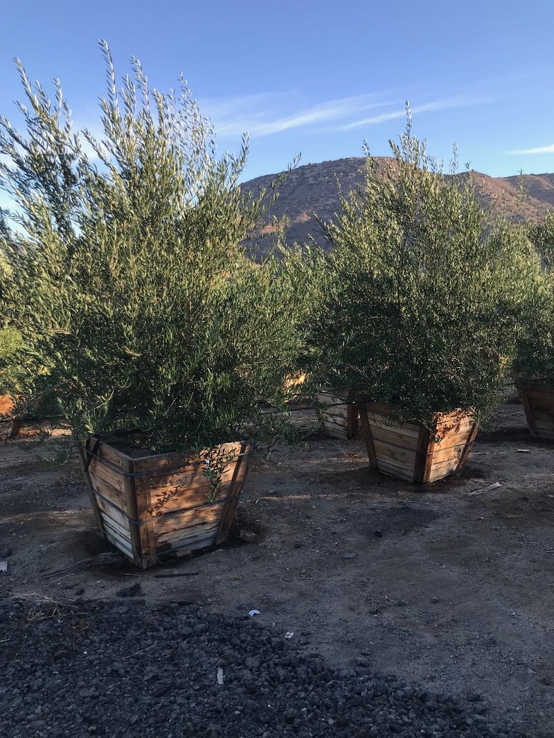 Photo for Olea europaea 'Fruitless' (Low Branch) (Fruitless Olive)