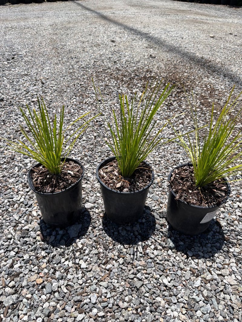 Photo for Lomandra confertifolia ssp. pallida 'Pom Pom' (Shorty Mat Rush)