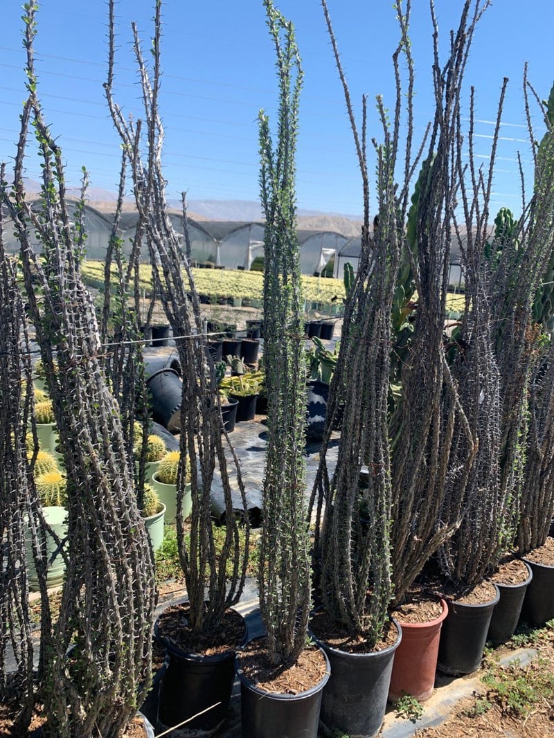 Photo for Fouquieria splendens (Ocotillo)