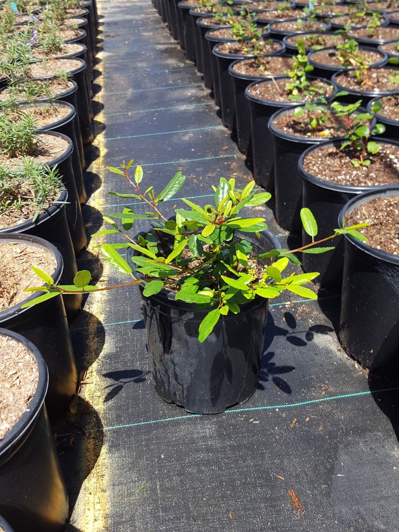 Photo for Rhamnus californica (Coffeeberry)