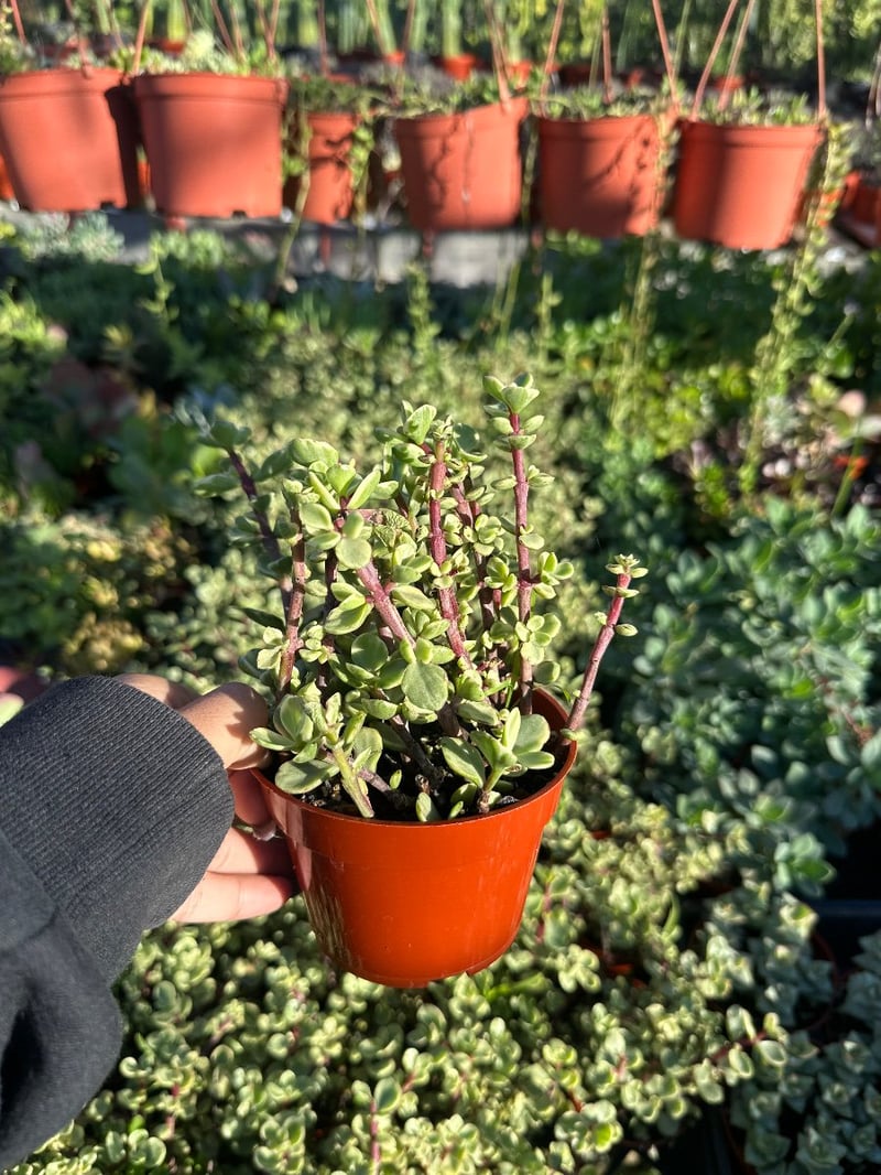 Photo for Portulacaria afra 'Variegata' (Rainbow Bush)