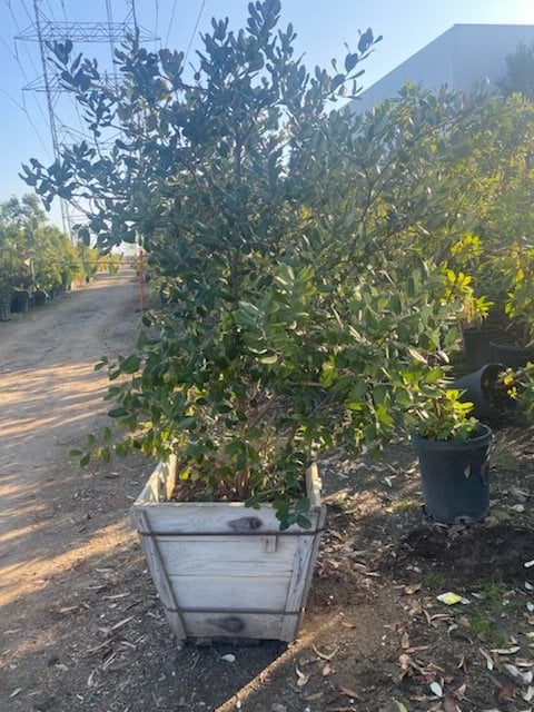 Photo for Acca sellowiana (Feijoa sellowiana) (Pineapple Guava)