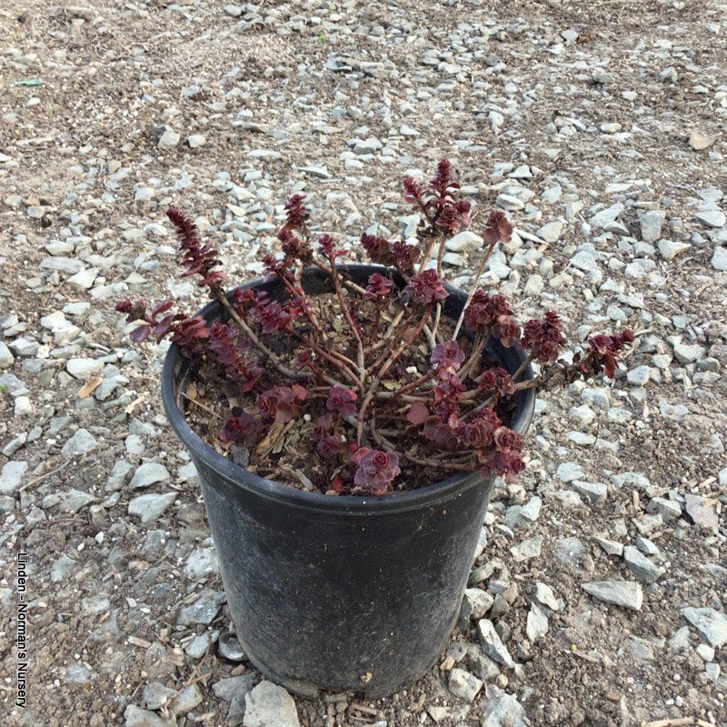 Photo for Sedum spurium 'Voodoo' (Voodoo Stonecrop)