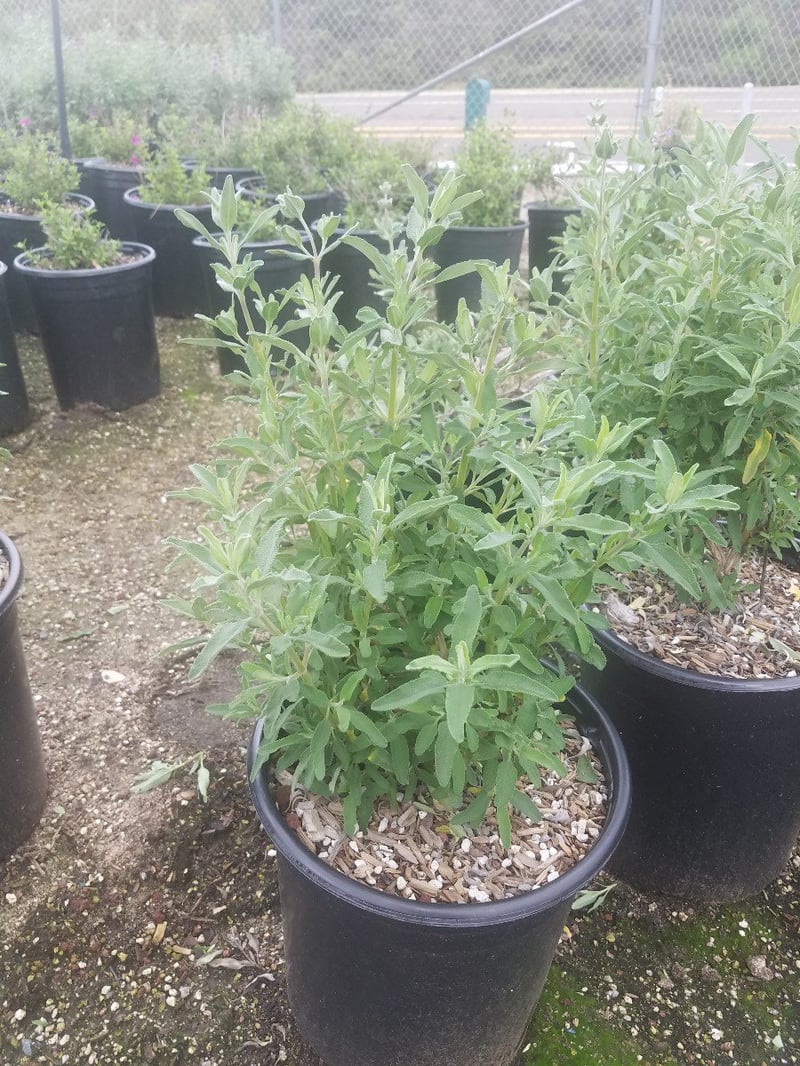 Photo for Salvia clevelandii (Cleveland Sage)