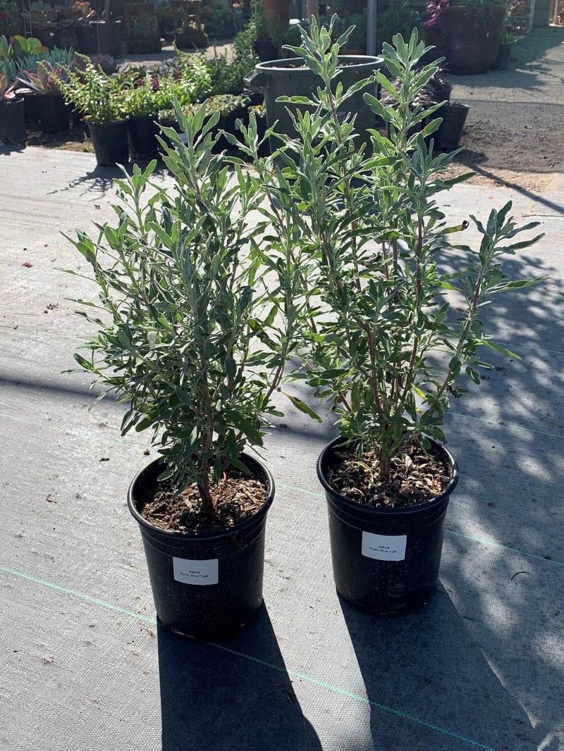 Photo for Salvia clevelandii 'Pozo Blue' (Gray Musk Sage)