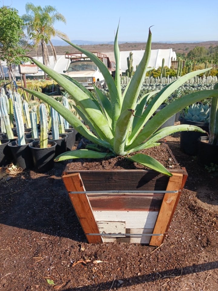 Photo for Agave vilmoriniana (Octopus Agave)