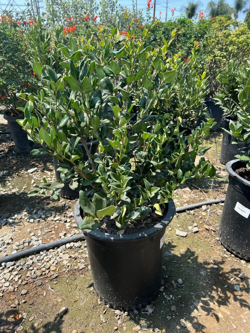 Photo for Ligustrum japonicum 'Texanum' (Hedge) (Waxleaf Privet)