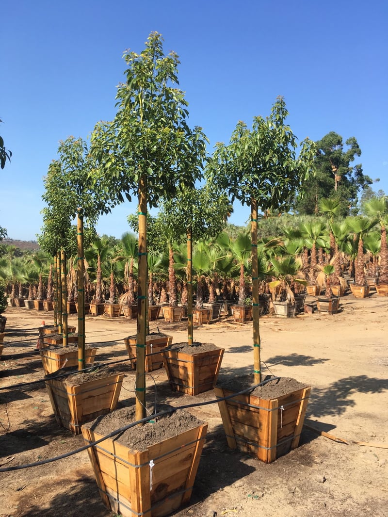 Photo for Cinnamomum camphora (Camphor Tree)