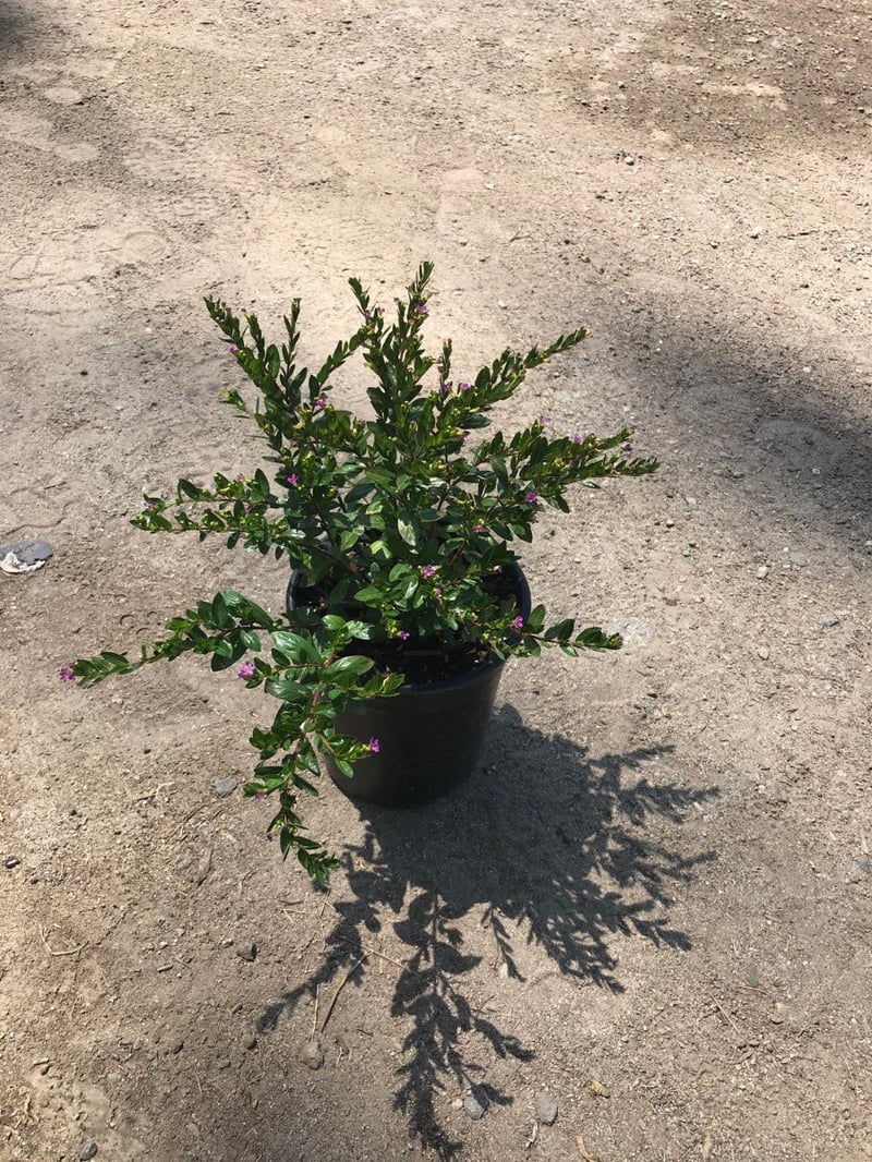 Photo for Cuphea hyssopifolia (Mexican Heather)