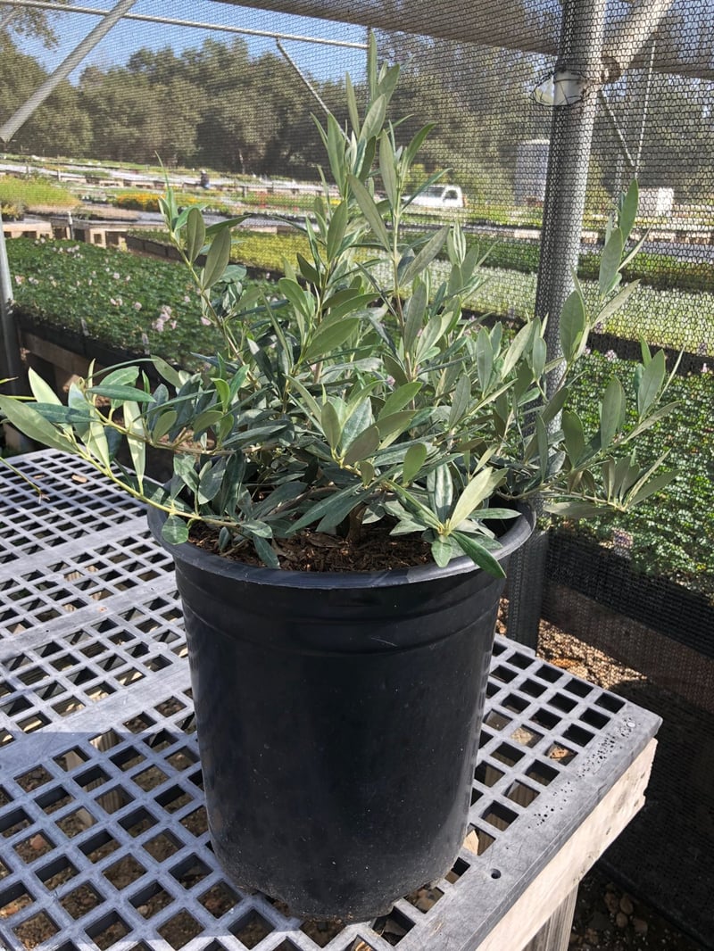 Photo for Olea europaea Standard 'Little Ollie' (Standard) (Little Ollie Olive)