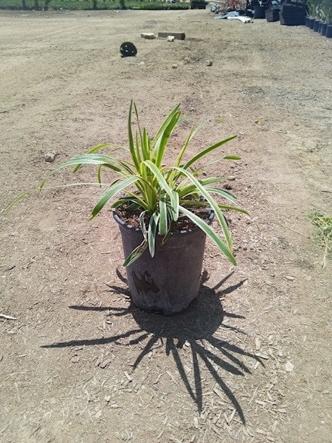 Photo for Liriope muscari 'Silvery Sunproof' (Liriope muscari 'Silvery Sunproof')