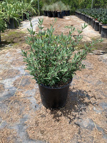 Photo for Salvia clevelandii 'Winnifred Gilman' (Sage 'Winnifred Gillman')