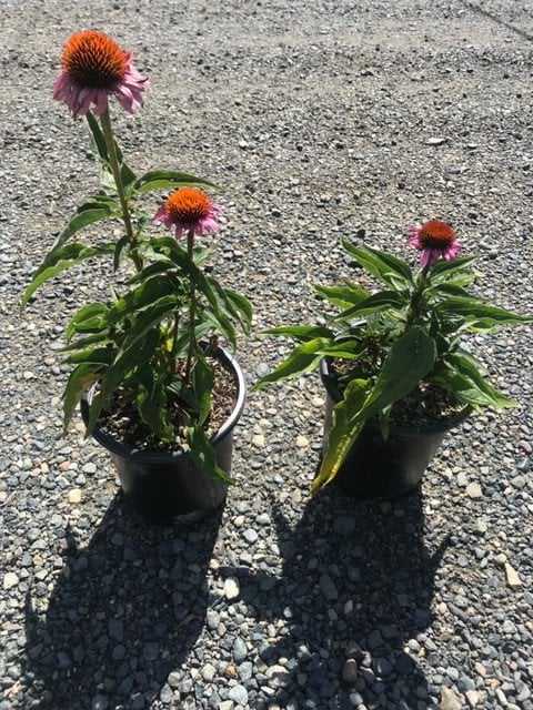 Photo for Echinacea purpurea (Fragrant Angel Coneflower)