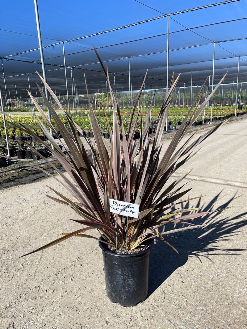 Photo for Phormium 'Pink Stripe' (Pink Stripe New Zealand Flax)
