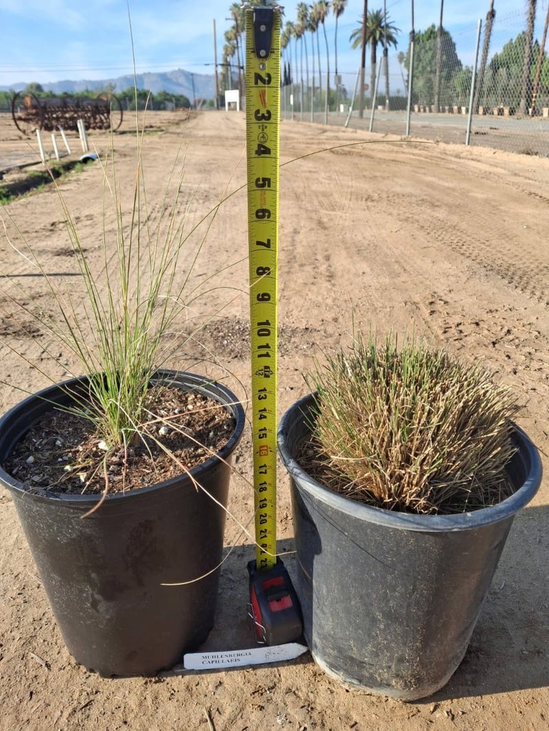 Photo for Muhlenbergia capillaris (Pink Muhly, Gulf Muhly)