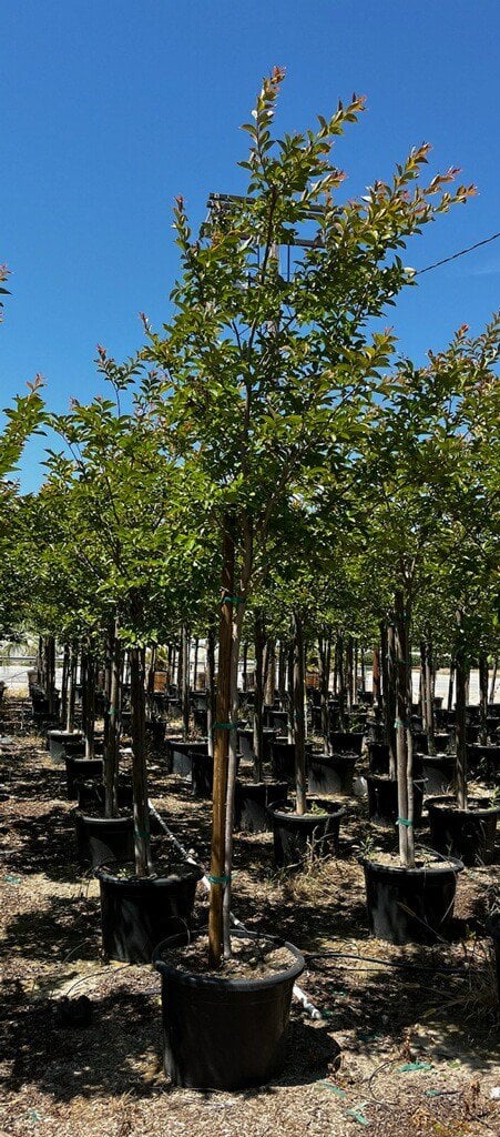 Photo for Lagerstroemia indica (Standard) (Crape Myrtle)