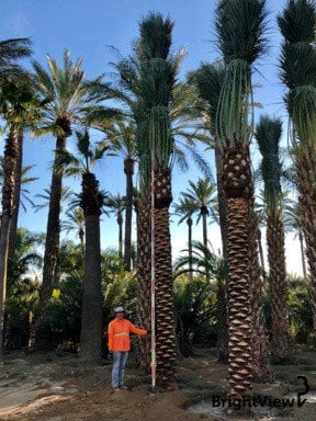 Photo for Phoenix dactylifera (20' BTH) (Date Palm)
