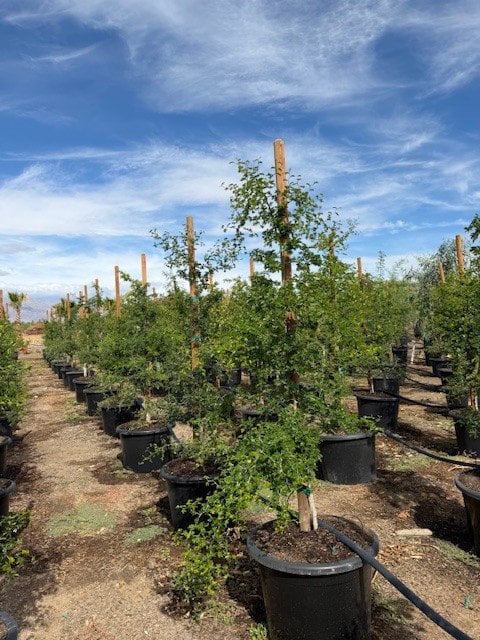 Photo for Pithecellobium flexicaule  (Ebenopsis ebano) (Texas Ebony)