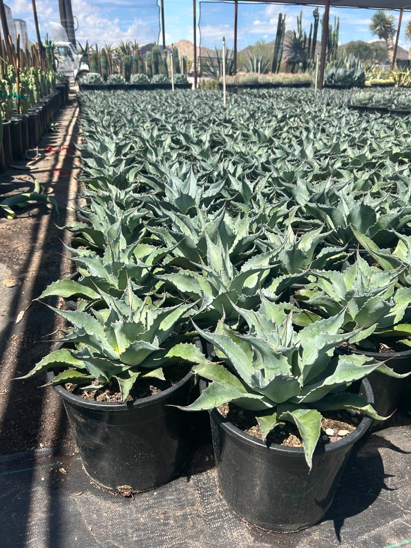Photo for Agave ovatifolia (Whale's Tongue Agave)