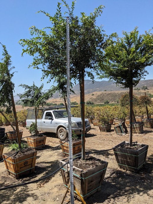 Photo for Ulmus parvifolia (Chinese Elm, Lacebark Elm)
