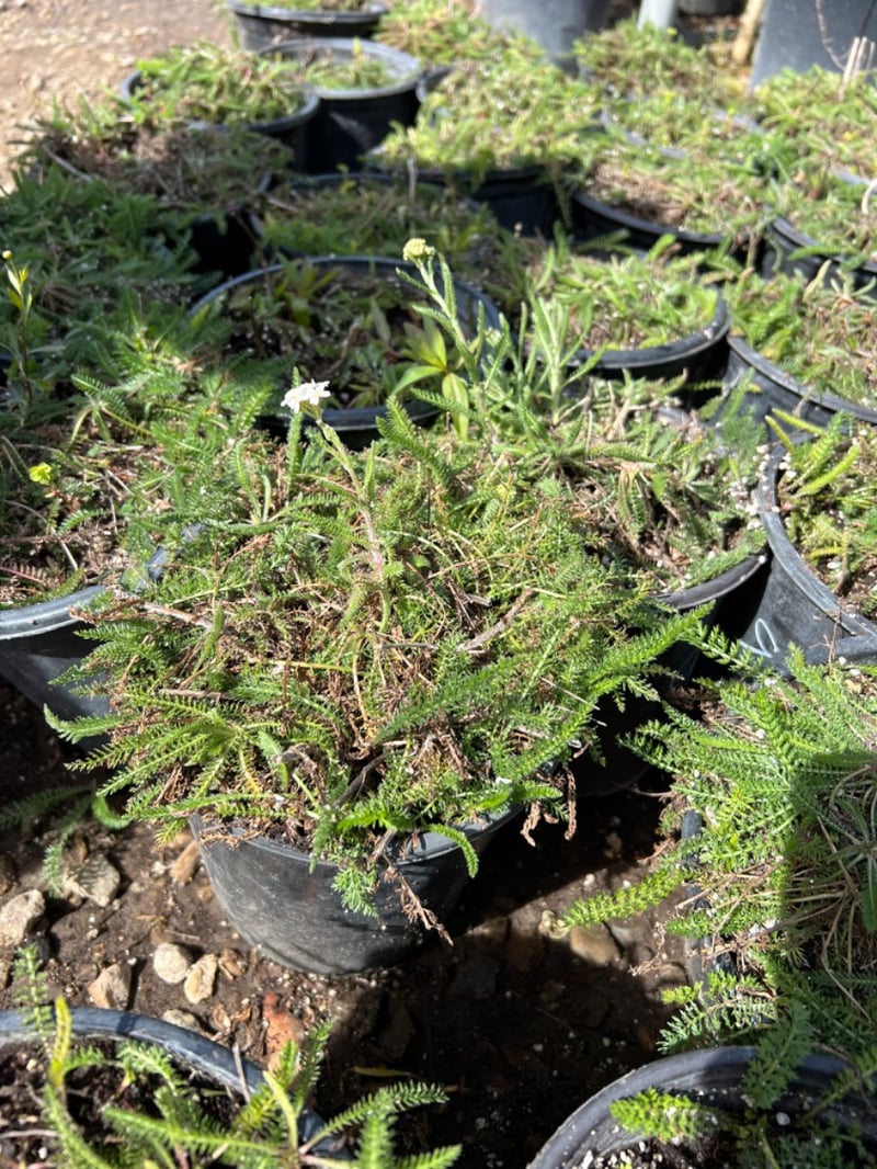 Photo for Achillea millefolium (Common Yarrow)