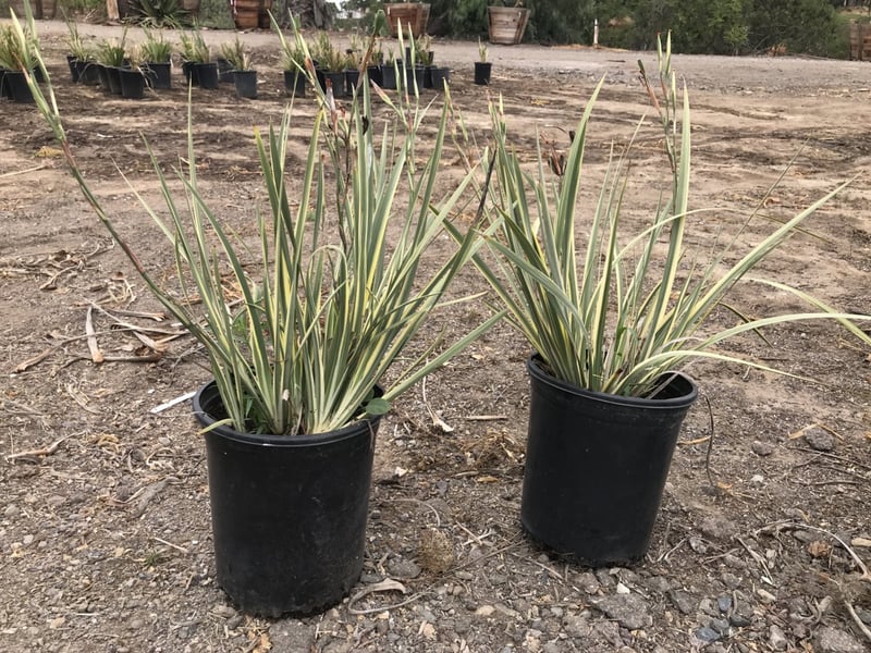 Photo for Dietes grandiflora 'Variegata' (Striped Fortnight Lily)