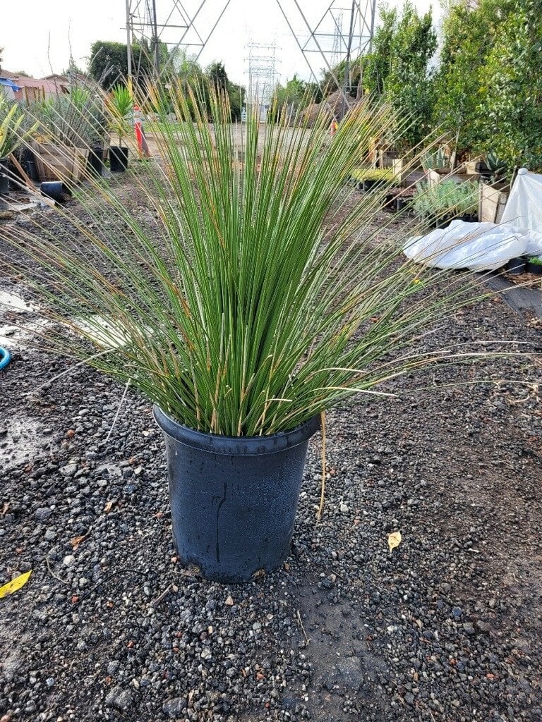 Photo for Dasylirion longissimum (Mexican Grass Tree)