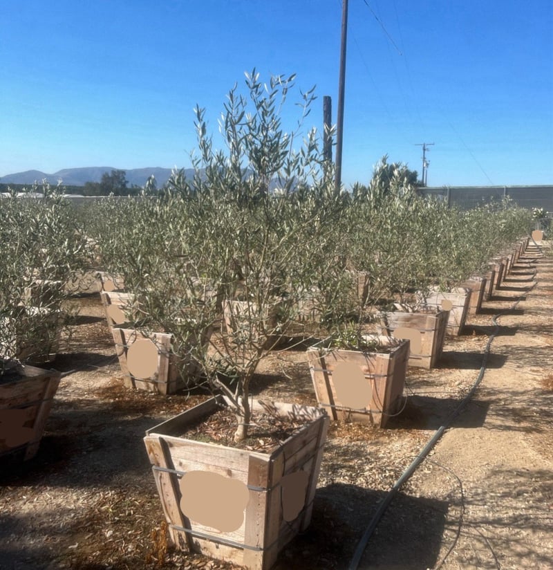 Photo for Olea europaea 'Fruitless' (Fruitless Olive)