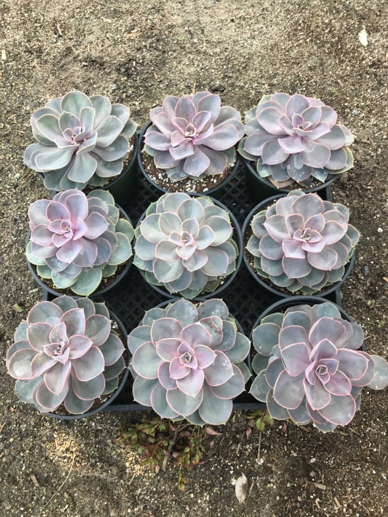 Photo for Echeveria 'Perle Von Nürnberg' (Perle Von Nürnberg Echeveria)