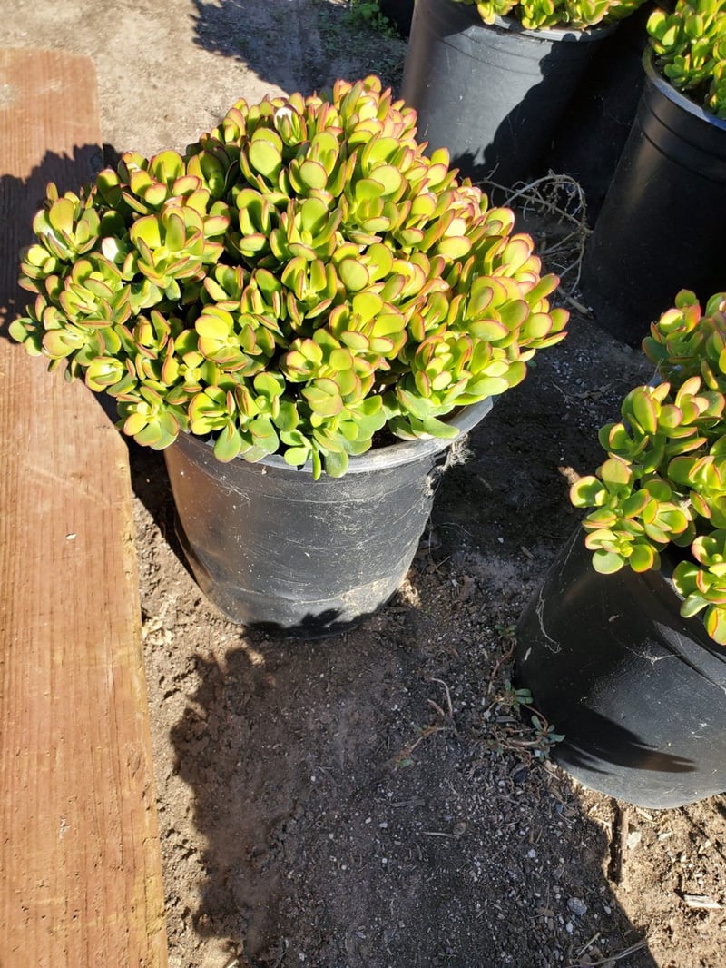 Photo for Crassula ovata 'Minima' (Jade Plant)