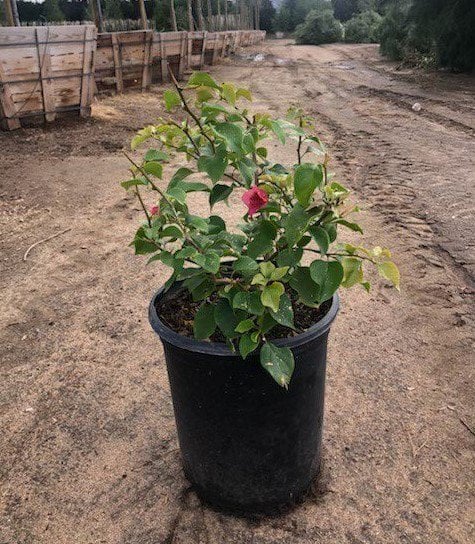 Photo for Bougainvillea 'La Jolla' (Shrub) (La Jolla Bougainvillea)