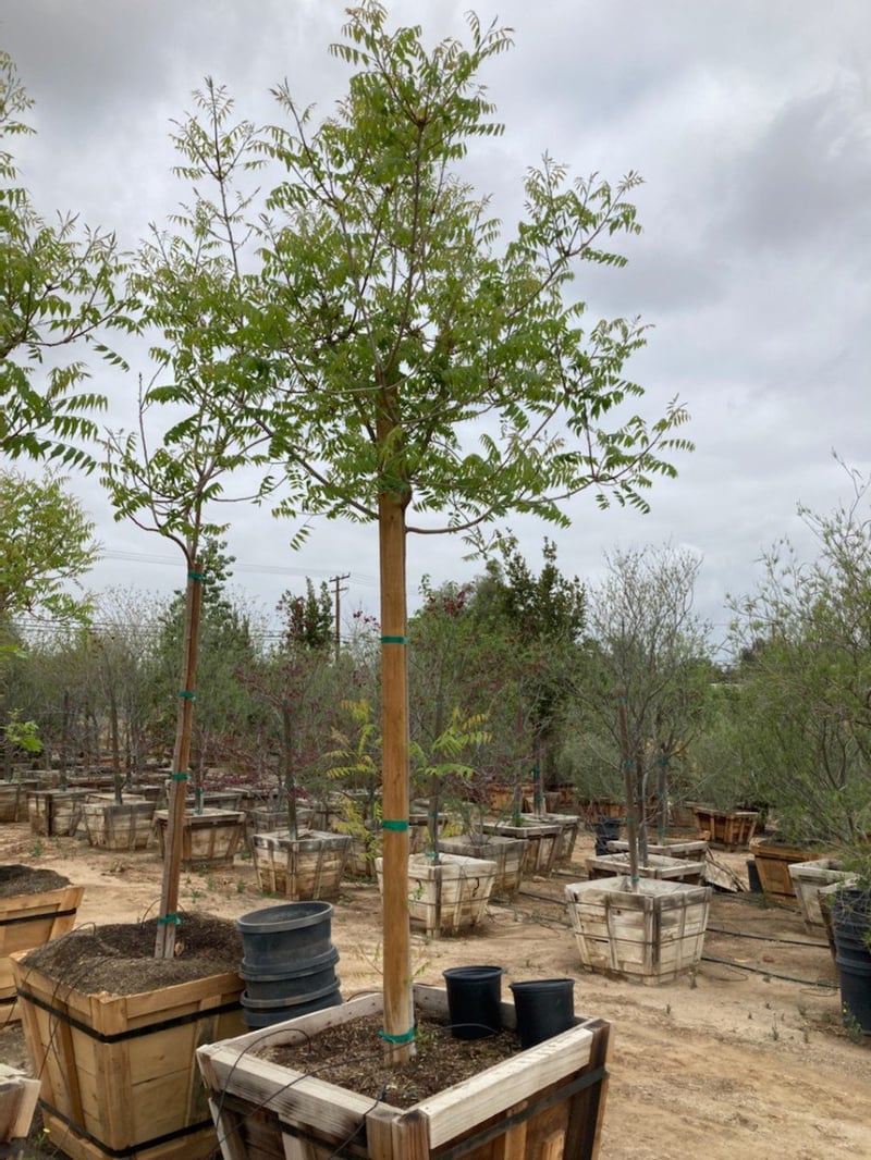 Photo for Pistacia chinensis (Chinese Pistache)