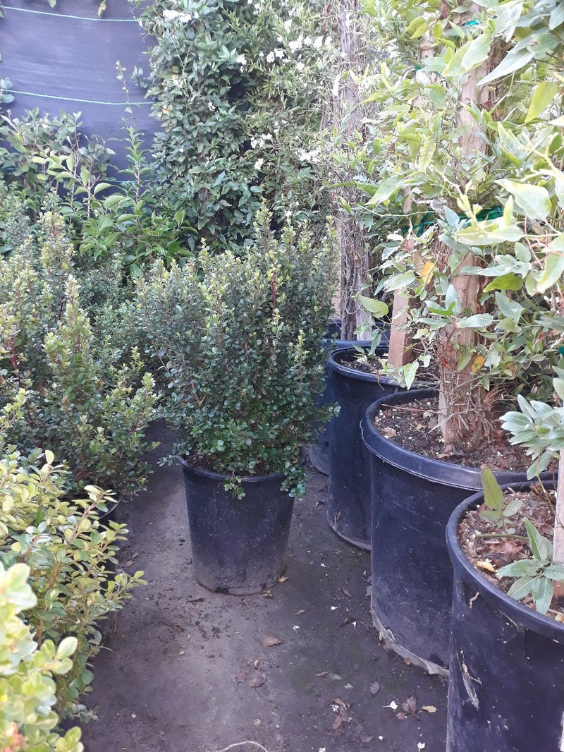 Photo for Myrsine africana (African Boxwood)