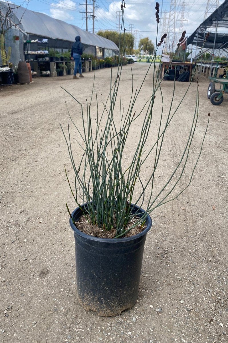 Photo for Chondropetalum elephantinum (Large Cape Rush)