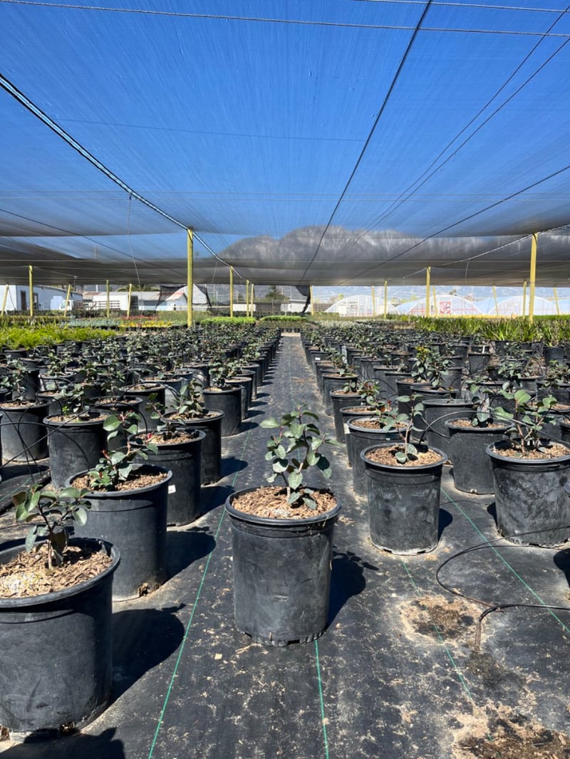Photo for Rhus ovata (Sugar Bush)