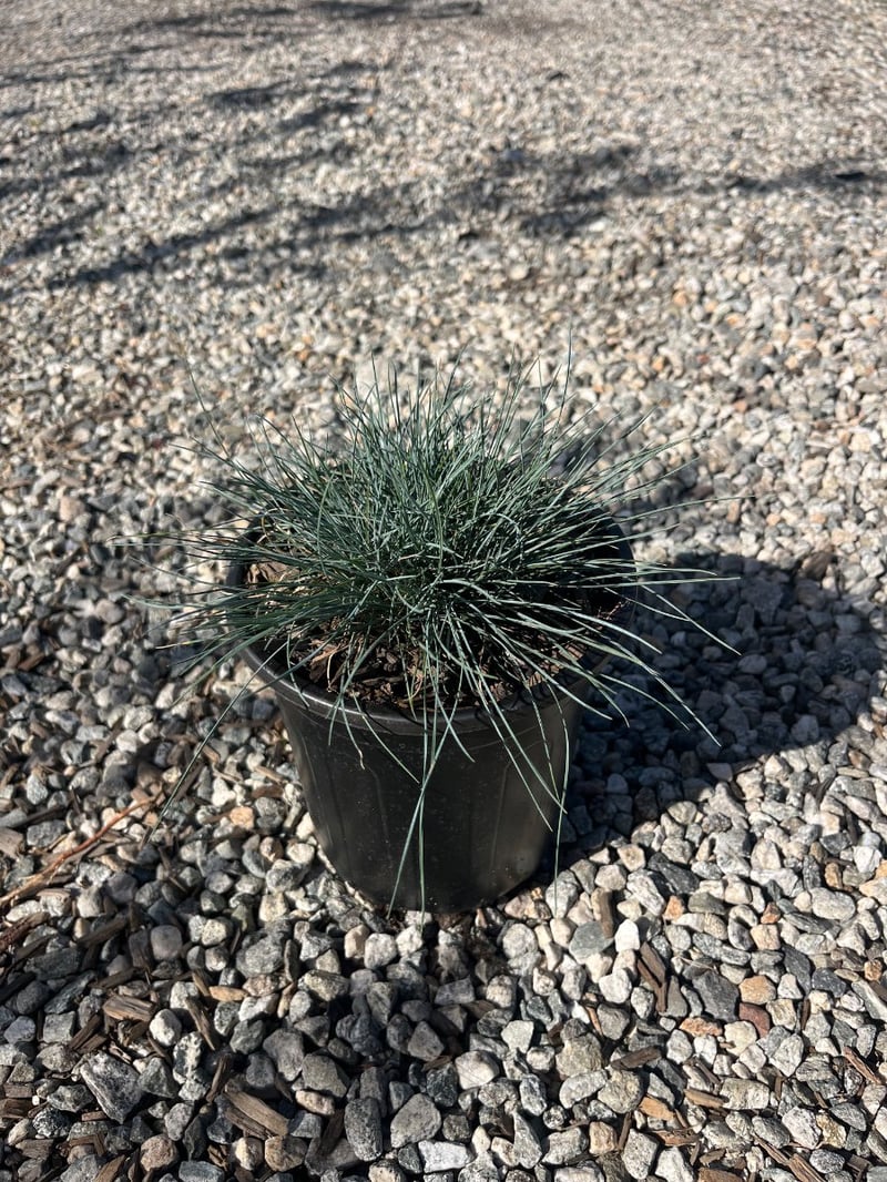 Photo for Festuca glauca (Blue Fescue)