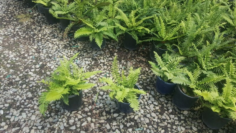 Photo for Polystichum munitum (Western Sword Fern)