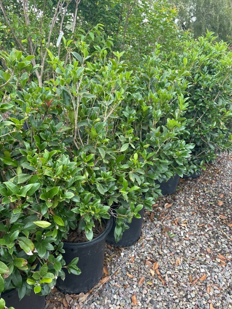 Photo for Osmanthus fragrans (Low Branch) (Fragrant Olive)