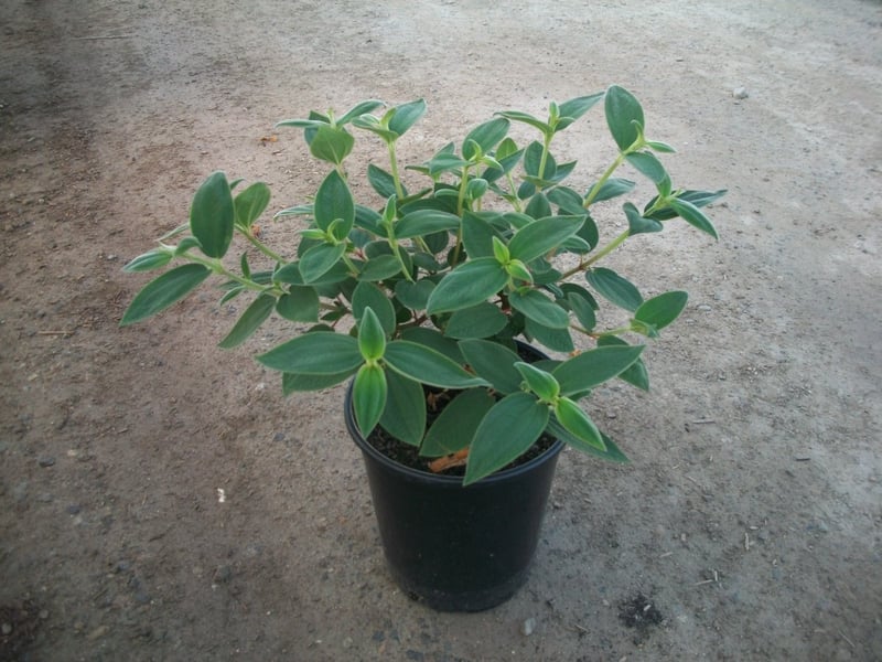 Photo for Tibouchina urvilleana (T. semidecandra) (Princess Flower)