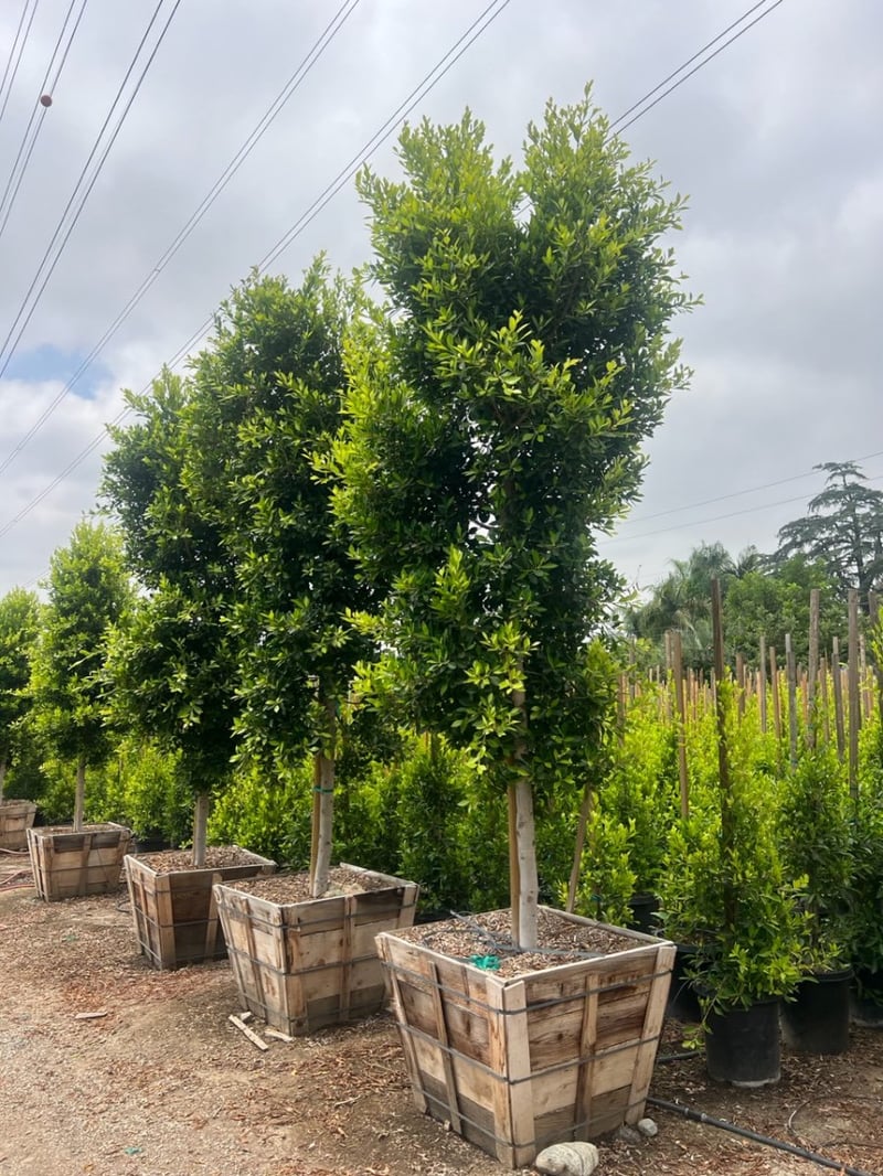 Photo for Ficus microcarpa nitida (retusa) - (Standard) (Indian Laurel)