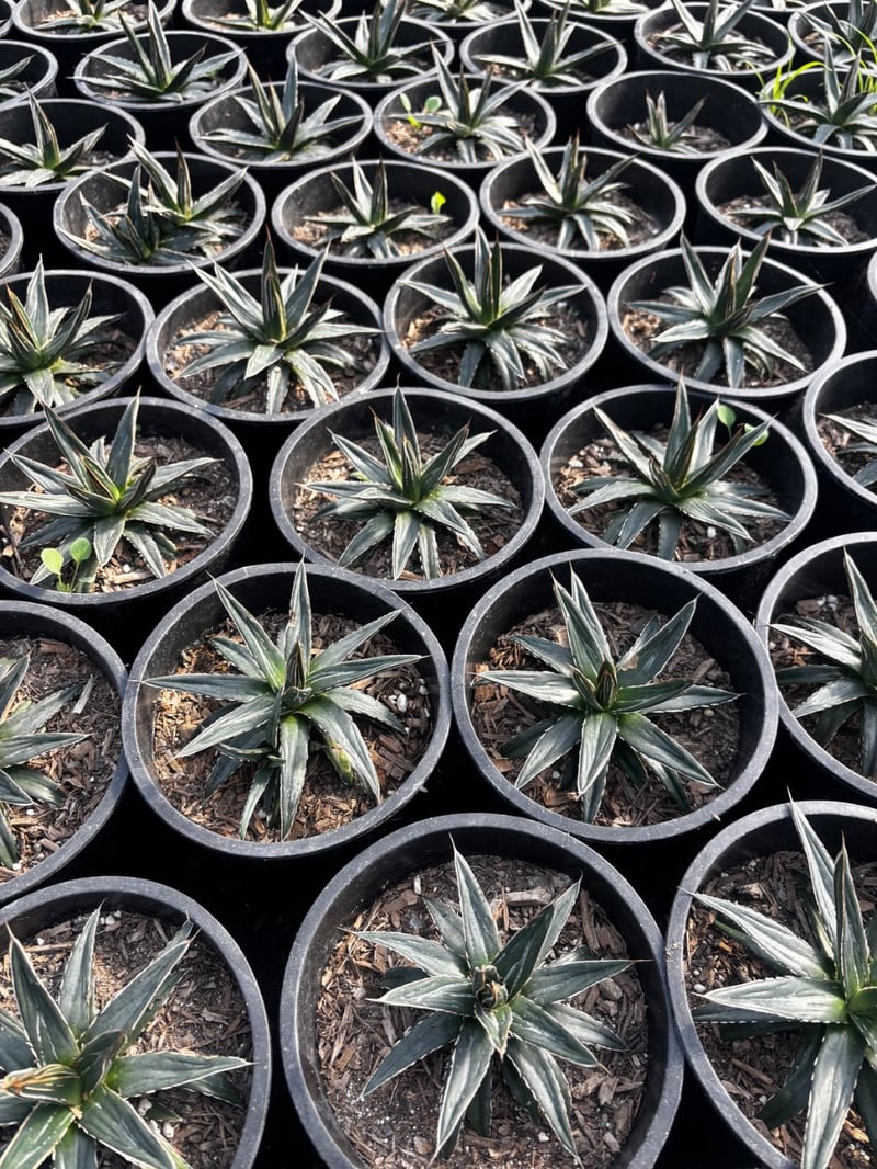 Photo for Agave victoriae-reginae (Queen Victoria Agave)