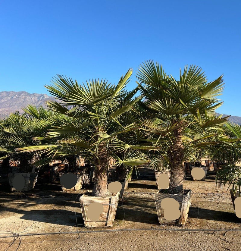 Photo for Trachycarpus fortunei (Windmill Palm)