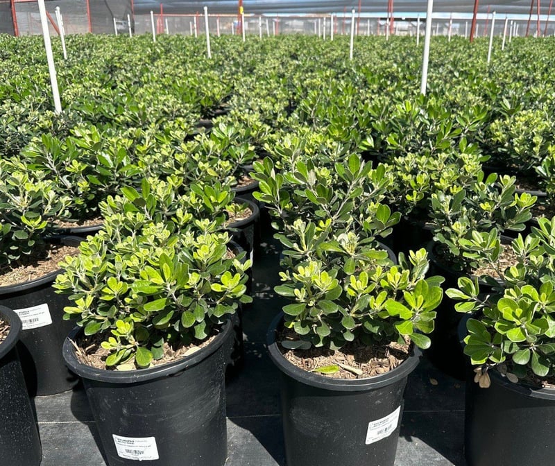Photo for Pittosporum crassifolium 'Nana' (Karo Pittosporum)