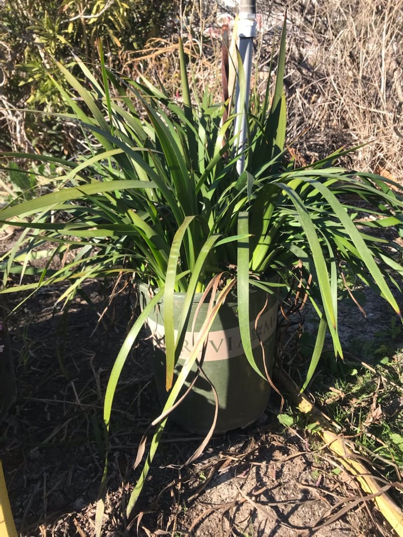 Photo for Anigozanthos 'Orange Cross' (Orange Cross Kangaroo Paw)