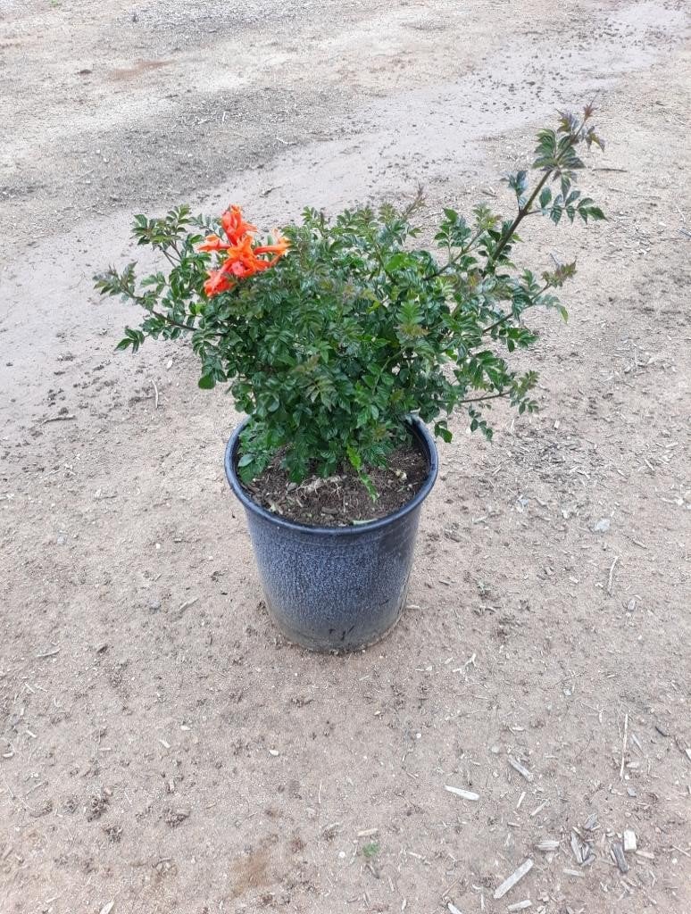 Photo for Tecoma capensis (Tecomaria capensis) (Cape Honeysuckle)